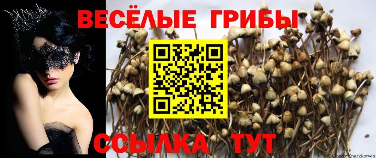 Галлюциногенные грибы мицелий Новочебоксарск